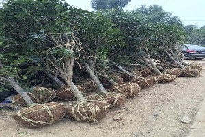 肥西 中國園林綠化苗木的重要產(chǎn)地與卓越的園林綠化工程施工